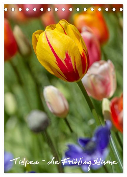 Produktbild: Tulpen - die Fr&uuml;hlingsblume (Tischkalender 2026 DIN A5 hoch), CALVENDO Monatskalender