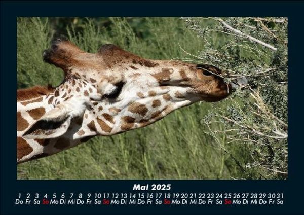 Produktbild: Giraffen 2025 Fotokalender DIN A5