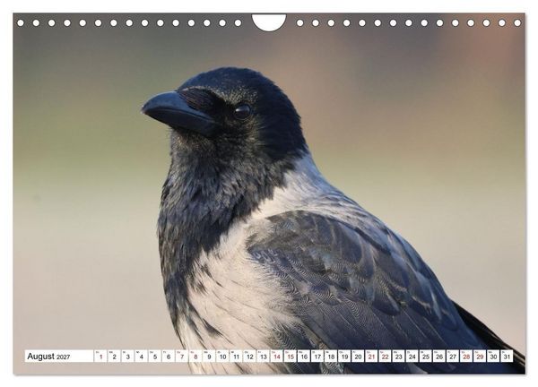 Produktbild: Im Auge der Kr&auml;he (Wandkalender 2027 DIN A4 quer), CALVENDO Monatskalender