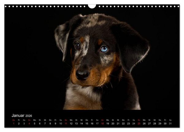 Produktbild: Dogs (Wandkalender 2026 DIN A3 quer), CALVENDO Monatskalender