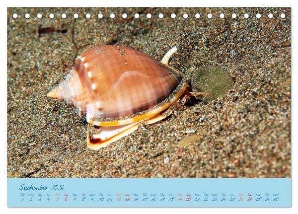 Produktbild: Sea Slugs - Little Wonders - Pure Beauties (Desk Calendar 2026 DIN A5 landscape), CALVENDO 12 Month DeskCalendar