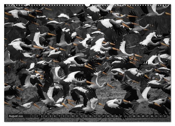 Produktbild: spotlight tansania (hochwertiger Premium Wandkalender 2026 DIN A2 quer), Kunstdruck in Hochglanz