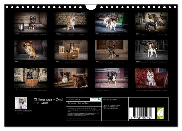Produktbild: Chihuahuas - Cool and Cute (Wandkalender 2026 DIN A4 quer), CALVENDO Monatskalender