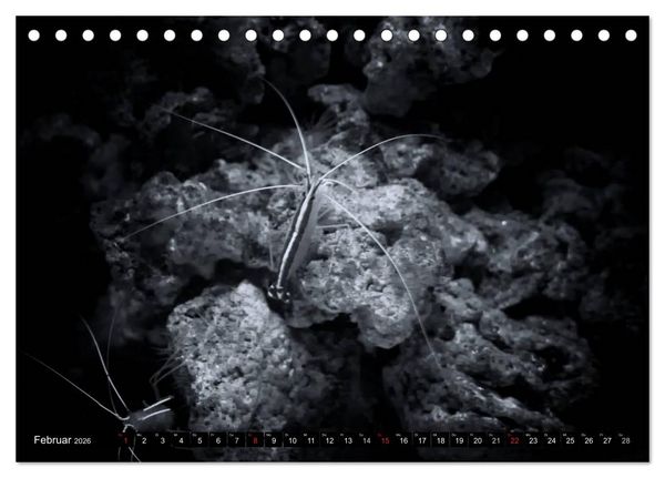 Produktbild: Meerestiere Bilder in Schwarz Weiss (Tischkalender 2026 DIN A5 quer), CALVENDO Monatskalender