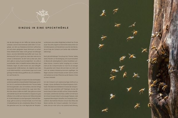 Produktbild: Honigbienen - Geheimnisvolle Waldbewohner