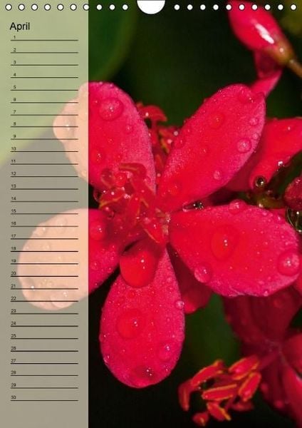 Produktbild: Immerw&auml;hrender Geburtstagskalender - Bl&uuml;tentr&auml;ume (Wandkalender immerw&auml;hrend DIN A4 hoch)