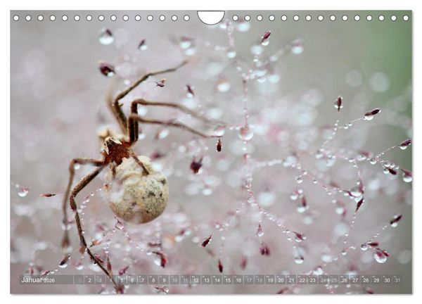 Produktbild: Wundersch&ouml;ne Spinnen (Wandkalender 2026 DIN A4 quer), CALVENDO Monatskalender
