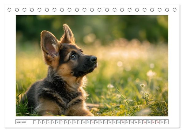 Produktbild: Treue, die bleibt. Emotionale Augenblicke mit Sch&auml;ferhunden. (Tischkalender 2027 DIN A5 quer), CALVENDO Monatskalender
