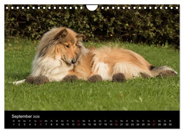 Produktbild: Ziva und ihre Freunde (Wandkalender 2026 DIN A4 quer), CALVENDO Monatskalender