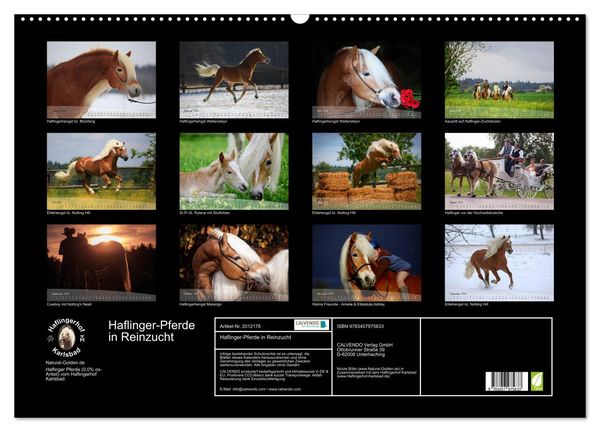 Produktbild: Haflinger-Pferde in Reinzucht (Wandkalender 2026 DIN A2 quer), CALVENDO Monatskalender