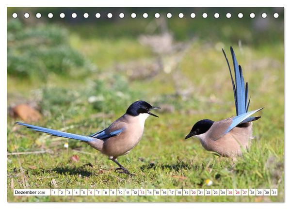 Produktbild: V&ouml;gel in der Extremadura (Tischkalender 2026 DIN A5 quer), CALVENDO Monatskalender