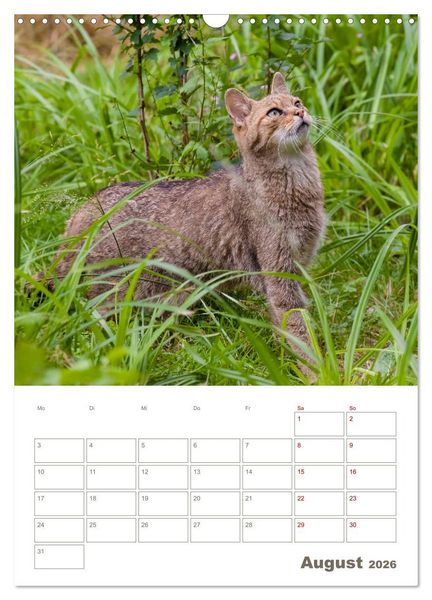 Produktbild: Europ&auml;ische Wildkatzen - Jahresplaner (Wandkalender 2026 DIN A3 hoch), CALVENDO Monatskalender