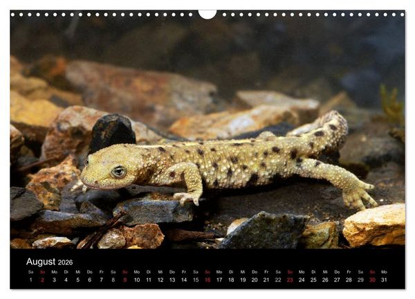 Produktbild: Salamander und Molche (Wandkalender 2026 DIN A3 quer), CALVENDO Monatskalender