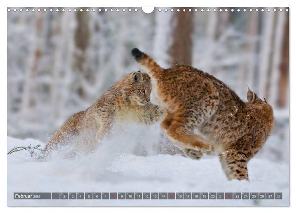 Produktbild: Der Luchs - Dem Pinselohr auf der Spur (Wandkalender 2026 DIN A3 quer), CALVENDO Monatskalender