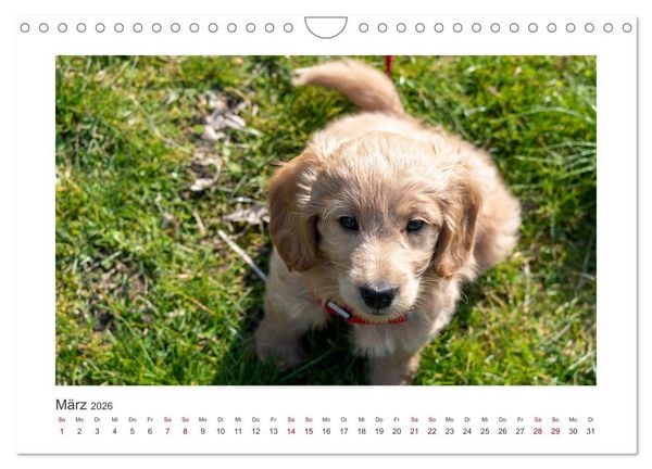 Produktbild: Mini Goldendoodle - Gl&uuml;ck ist ein Hund (Wandkalender 2026 DIN A4 quer), CALVENDO Monatskalender