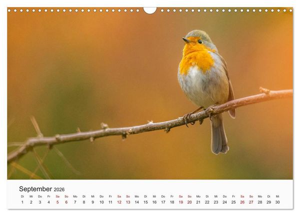 Produktbild: V&ouml;gel - Die K&ouml;nige der L&uuml;fte (Wandkalender 2026 DIN A3 quer), CALVENDO Monatskalender