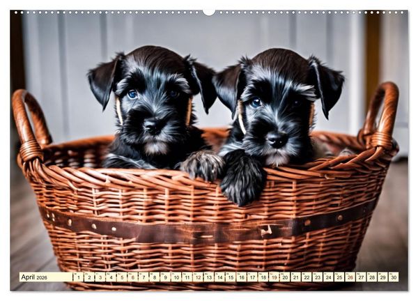Produktbild: Schnauzer - vielseitige Allrounder (Wandkalender 2026 DIN A2 quer), CALVENDO Monatskalender