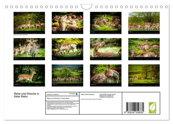 Produktbild: Rehe und Hirsche in freier Natur (Wandkalender 2026 DIN A4 quer), CALVENDO Monatskalender