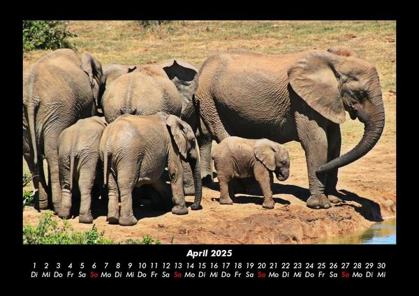 Produktbild: Elefanten - Die sanften Riesen Afrikas 2025 Fotokalender DIN A3
