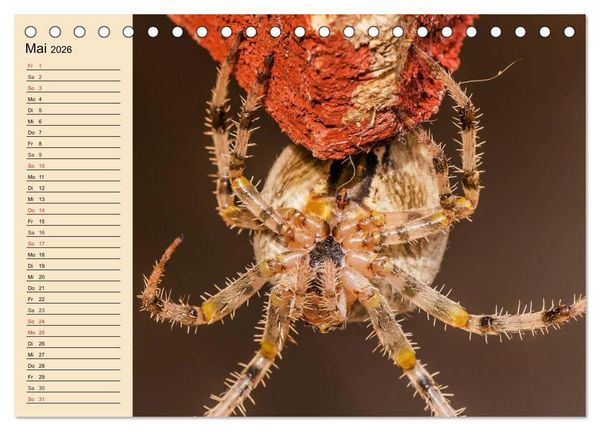 Produktbild: Faszination Spinnen (Tischkalender 2026 DIN A5 quer), CALVENDO Monatskalender