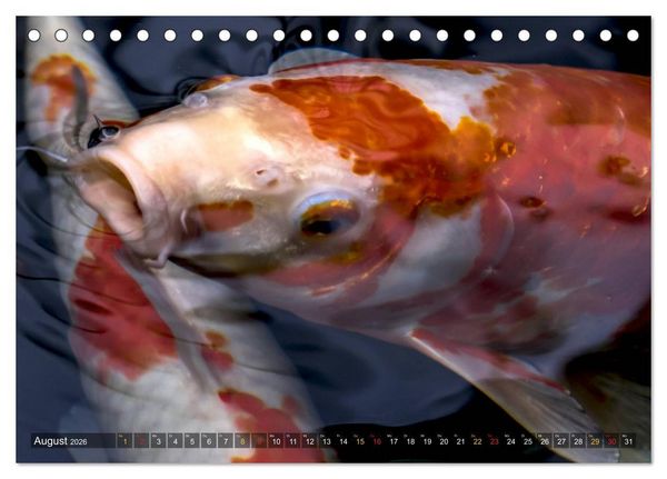 Produktbild: Nishikigoi &ndash; Koikarpfen in ihrer Welt (Tischkalender 2026 DIN A5 quer), CALVENDO Monatskalender