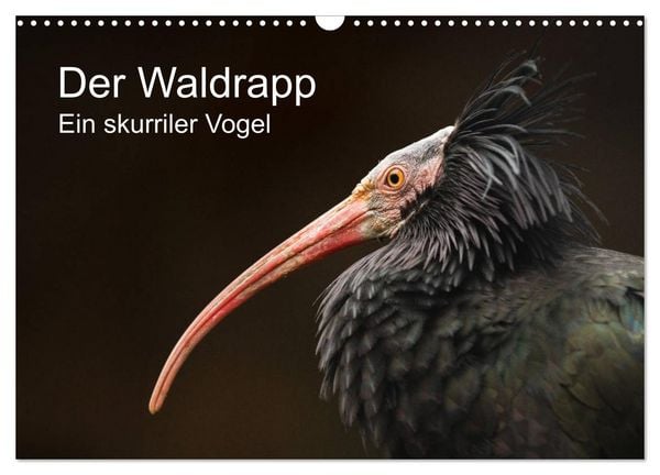 Produktbild: Der Waldrapp - Ein skurriler Vogel (Wandkalender 2026 DIN A3 quer), CALVENDO Monatskalender