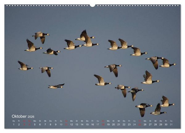 Produktbild: Anblicke und Ausblicke auf Fischland Dar&szlig; (Wandkalender 2026 DIN A2 quer), CALVENDO Monatskalender