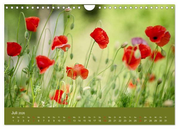 Produktbild: Mohnblumen Romantik (Wandkalender 2026 DIN A4 quer), CALVENDO Monatskalender