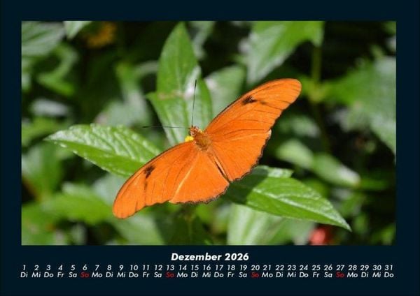 Produktbild: Bunte Pracht der Schmetterlinge 2026 Fotokalender DIN A4