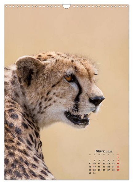 Produktbild: Emotionale Momente: Raubkatzen - die schnellen J&auml;ger. (Wandkalender 2026 DIN A3 hoch), CALVENDO Monatskalender