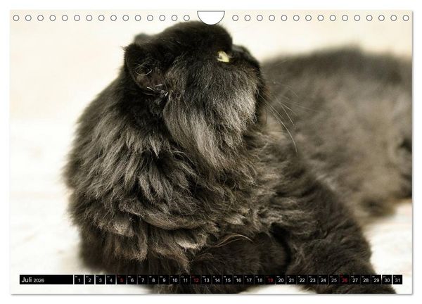 Produktbild: Tierheim - Miezen (Wandkalender 2026 DIN A4 quer), CALVENDO Monatskalender
