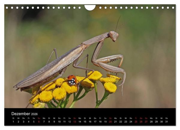 Produktbild: Faszination Gottesanbeterin - Die Welt der Mantis (Wandkalender 2026 DIN A4 quer), CALVENDO Monatskalender