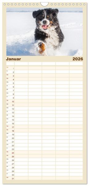 Produktbild: Familienplaner 2026 - Berner Sennenhund - Ein Freund auf vier Pfoten mit 5 Spalten (Wandkalender, 21 x 45 cm) CALVENDO
