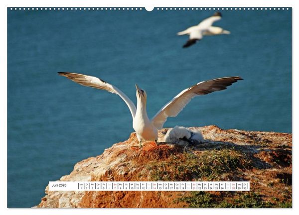 Produktbild: Hochsee-Insel Helgoland (hochwertiger Premium Wandkalender 2026 DIN A2 quer), Kunstdruck in Hochglanz