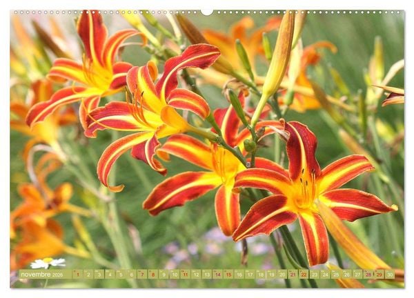 Produktbild: Lys d'un jour (Calendrier mural 2026 DIN A2 vertical), CALVENDO calendrier mensuel