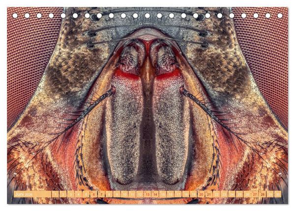 Produktbild: Extreme Makroaufnahmen - Insekten so nah wie nie (Tischkalender 2026 DIN A5 quer), CALVENDO Monatskalender