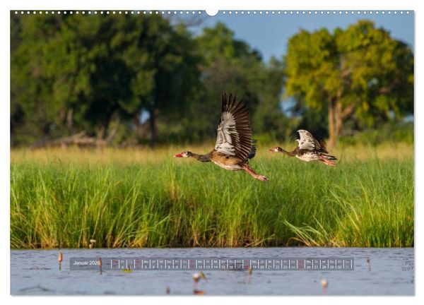Produktbild: Abenteuer Botswana Afrika - Adventure Botswana (hochwertiger Premium Wandkalender 2026 DIN A2 quer), Kunstdruck in Hochglanz