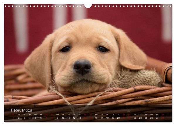 Produktbild: Labrador Retriever Welpen (Wandkalender 2026 DIN A3 quer), CALVENDO Monatskalender