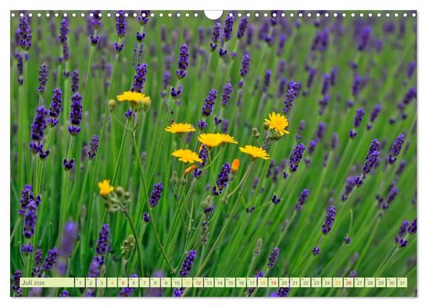 Produktbild: Blumenwiesen &ndash; ein bl&uuml;tenzauberhaftes Jahr (Wandkalender 2026 DIN A3 quer), CALVENDO Monatskalender