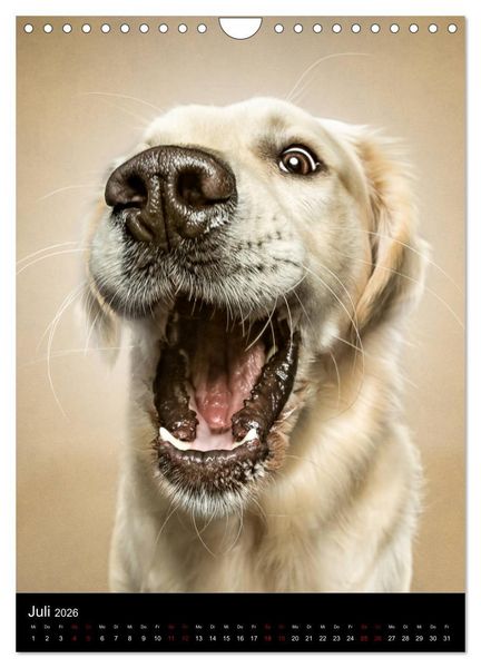 Produktbild: Funny Faces - Lustige Hundebilder (Wandkalender 2026 DIN A4 hoch), CALVENDO Monatskalender