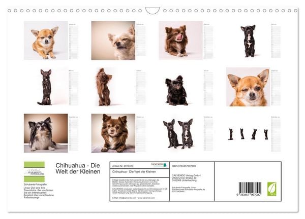 Produktbild: Chihuahua - Die Welt der Kleinen (Wandkalender 2026 DIN A3 quer), CALVENDO Monatskalender