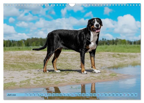 Produktbild: Gro&szlig;e Schweizer - Gigantische Sennenhunde (Wandkalender 2026 DIN A3 quer), CALVENDO Monatskalender