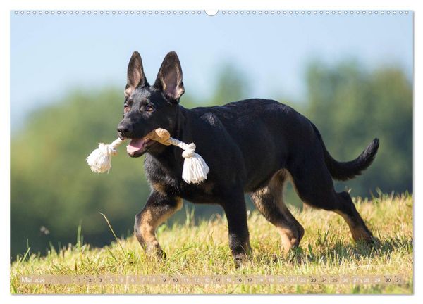 Produktbild: Sch&auml;ferhunde - Freunde auf 4 Pfoten (hochwertiger Premium Wandkalender 2026 DIN A2 quer), Kunstdruck in Hochglanz