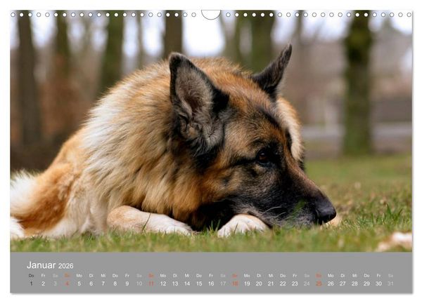 Produktbild: Graue Schnuten - Hunde in den besten Jahren (Wandkalender 2026 DIN A3 quer), CALVENDO Monatskalender