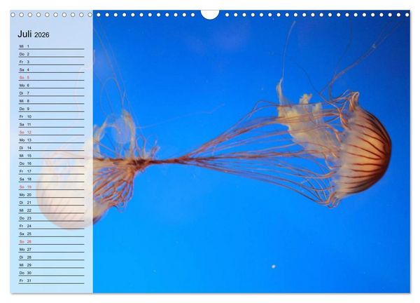 Produktbild: Quallen. Die Welt der Medusen (Wandkalender 2026 DIN A3 quer), CALVENDO Monatskalender