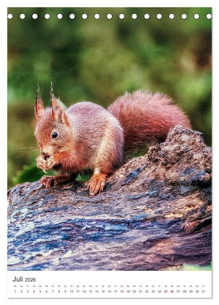 Produktbild: Niedlicher Nager - Das Eichh&ouml;rnchen (Tischkalender 2026 DIN A5 hoch), CALVENDO Monatskalender