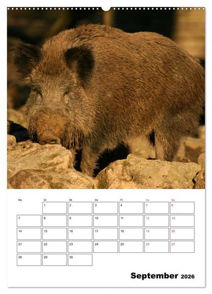 Produktbild: Der wildschweinische Terminplaner (Wandkalender 2026 DIN A2 hoch), CALVENDO Monatskalender