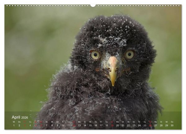 Produktbild: Eulen-Kalender (hochwertiger Premium Wandkalender 2026 DIN A2 quer), Kunstdruck in Hochglanz