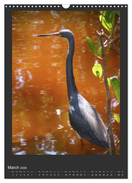 Produktbild: Herons & Egrets (Wall Calendar 2026 DIN A3 portrait), CALVENDO 12 Month Wall Calendar