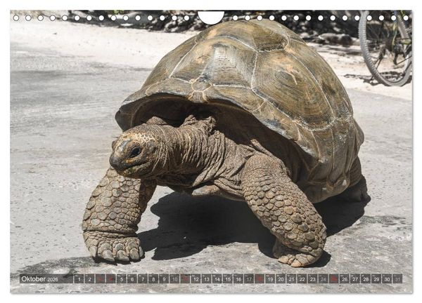 Produktbild: Seychellen - Das letzte Paradies auf Erden (Wandkalender 2026 DIN A4 quer), CALVENDO Monatskalender